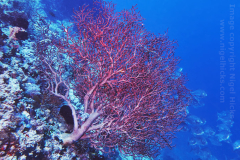 The Cathedral dive site, Balicasag Island, Bohol, the Philippines.