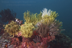 Pangalusian West dive site, El Nido, Palawan, the Philippines.