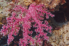 Arco Point dive site, southeast side of Panglao Island, Bohol, the Philippines.
