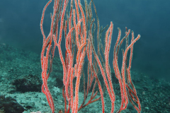 Miniloc South dive site, El Nido, Palawan, the Philippines.