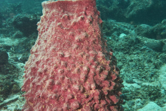 Miniloc South dive site, El Nido, Palawan, the Philippines.