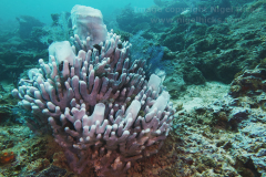 Miniloc South dive site, El Nido, Palawan, the Philippines.