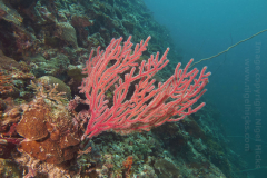 Entalula West dive site, El Nido, Palawan, the Philippines.