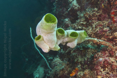 Entalula West dive site, El Nido, Palawan, the Philippines.