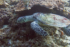 Hawksbill Turtle, Entalula West dive site, El Nido, Palawan, the Philippines.
