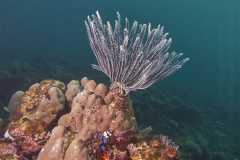 Pangalusian West dive site, El Nido, Palawan, the Philippines.