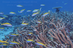 A shoal of Yellowback Fusiliers (Caesio teres) swim around Acropora species hard corals, Gaafu Dhaalu atoll, the Maldives.