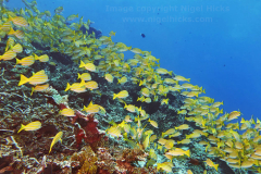 A shoal of Blue-striped Snappers (Lutjanus kasmira) swims across a healthy tropical coral reef, in Gaafu Dhaalu atoll, the Maldives.