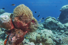 Coral reef in Gaafu Dhaalu atoll, in the far south of the Maldives, Indian Ocean.