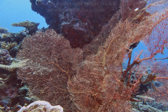 Echinogorgia sea fan, more than two metres across, on a coral reef in Gaafu Dhaalu atoll, in the far south of the Maldives, Indian Ocean.