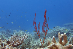 Ctenocella species sea fan on a coral reef in Gaafu Dhaalu atoll, in the far south of the Maldives, Indian Ocean.