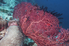 Quo Vadis Resort house reef, Panagsama, Moalboal, Cebu, the Philippines.