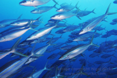 A shoal of Rainbow Runner fish, Bohol Beach Club dive site, southeast side of Panglao Island, Bohol, the Philippines.