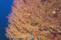 Black Forest dive site, south side of Balicasag Island, Bohol, the Philippines.