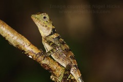 An Anglehead lizard in rainforest at Rajah Sikatuna Protected Landscape, near Bilar, Bohol, the Philippines.