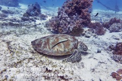 Green Turtle, the Cathedral dive site, Balicasag Island, Bohol, the Philippines.