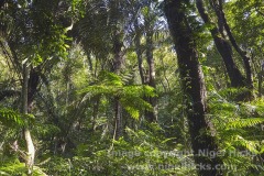 Rainforest around Bulusan Lake, Bulsusan Volcano Natural Park, Sorsogon, Luzon, Philippines.
