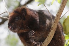 Southern Luzon Cloud Rat, Pallidus cumingi, Avilon Zoo, Manila, the Philippines.