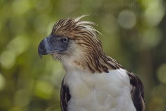 A Philippine Eagle at the Philippine Eagle Center, Malagos, Davao, Mindanao, Philippines.