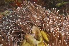 Sea anemone, southwest Entalula, El Nido, Palawan, the Philippines.