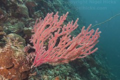 Entalula West dive site, El Nido, Palawan, the Philippines.