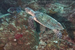 Hawksbill Turtle, Entalula West dive site, El Nido, Palawan, the Philippines.