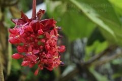 A Medinilla in flower in Mt Makiling Botanic Garden, Los Banos, Luzon, the Philippines.