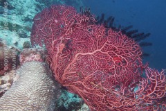 Quo Vadis Resort house reef, Panagsama, Moalboal, Cebu, the Philippines.