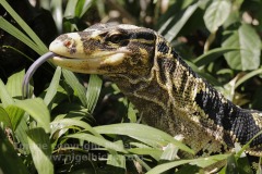 Mindanao Yellow-headed Water Monitor, Varanus cumingi, Avilon Zoo, Manila, the Philippines.