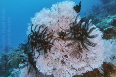 Arco Point dive site, southeast side of Panglao Island, Bohol, the Philippines.
