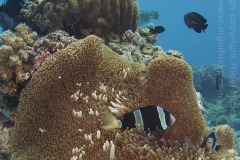 Arco Point dive site, southeast side of Panglao Island, Bohol, the Philippines.