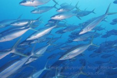 A shoal of Rainbow Runner fish, Bohol Beach Club dive site, southeast side of Panglao Island, Bohol, the Philippines.