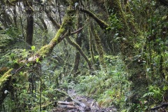 Mossy rainforest along the Tabeyo trail, in the northern part of Mt Pulag National Park, Luzon, the Philippines.