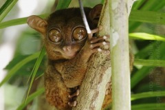 Philippine Tarsier, Tarsius syrichta, at the Philippine Tarsier Sanctuary, Corella, Bohol, the Philippines.
