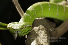 Philippine Temple Pit Viper, Tropidolaemus subannulatus (male), Avilon Zoo, Manila, the Philippines.