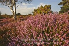 ArneHeath02