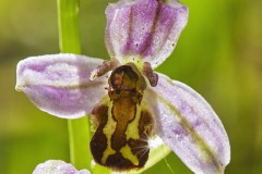 A Bee Orchid, Ophrys apifera.