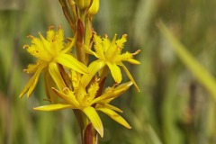 Bog Asphodel, Narthecium ossifragum, in Knowstone Moor Nature Reserve, near Tiverton, Devon, Great Britain.