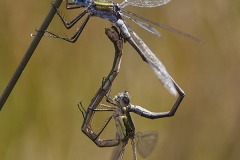 Emerald damselflies, Lestes sponsa, mating in long grass beside Croft Pascoe Pool, Goonhilly Downs, Lizard peninsula, Cornwall, UK.