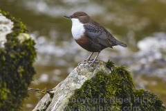 A Dipper, Cinclus cinclus, on the River Lyn at Watersmeet, near Lynmouth, Exmoor National Park, Devon, Great Britain.
