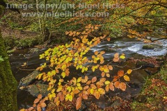 Autumnal woodland along the banks of the River Teign, near Fingle Bridge, Dartmoor National Park, Devon, Great Britain.