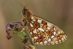 A Small Pearl-bordered Fritillary butterfly, Clossiana selene,  on the cliffs above Kynance Cove, Lizard peninsula, Cornwall, UK.