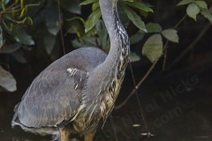 Grey Heron, Ardea cinerea, at Stover Country Park, near Newton Abbot, Devon, Great Britain.