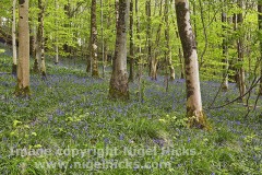 Bluebells in flower in Long Wood, part of the Cheddar Complex Nature Reserves, Cheddar Gorge, in the Mendip Hills, Somerset, Great Britain.