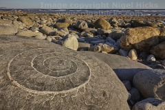Ammonite fossil on Monmouth Beach, Lyme Regis, Jurassic Coast, Dorset, Great Britain.