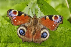 A Peacock butterfly, Inachis io, Bishopsteignton, Devon, UK.