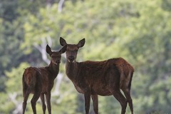Red Deer near Dunster, Exmoor National Park, Somerset, Great Britain.