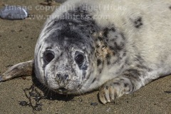 A Grey Seal pup, Halichoerus grypus, at Kiberick Cove, on the eastern side of Nare Head, near Veryan, Cornwall, Great Britain.