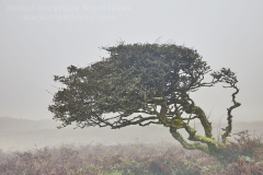 Wind-gnarled hawthorn tree in fog, on the moors at Men-an-tol prehistoric site, near Penzance, Cornwall, Great Britain.